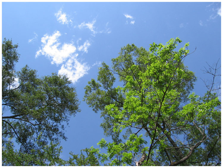 Trees and sky around Baytown Texas