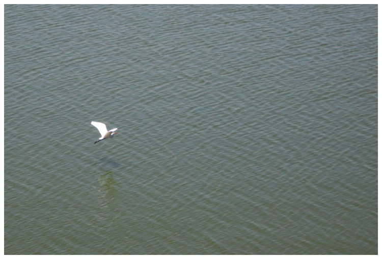 Great white Egret flying across Tabbs Bay by the Fred Hartman Bridge