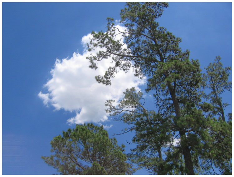 Pines and sky at Bayland Park - Baytown, Texas