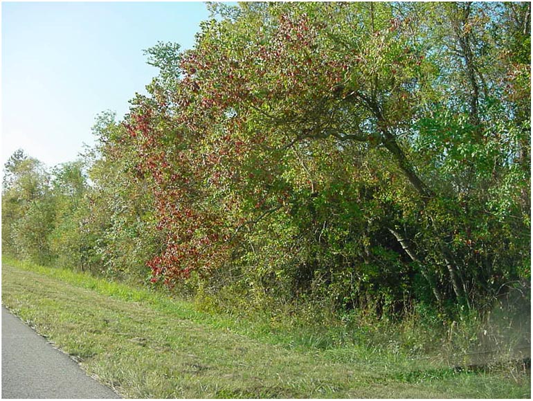 Around Baytown - Foliage on SH146 - Mt. Belvieu Texas 