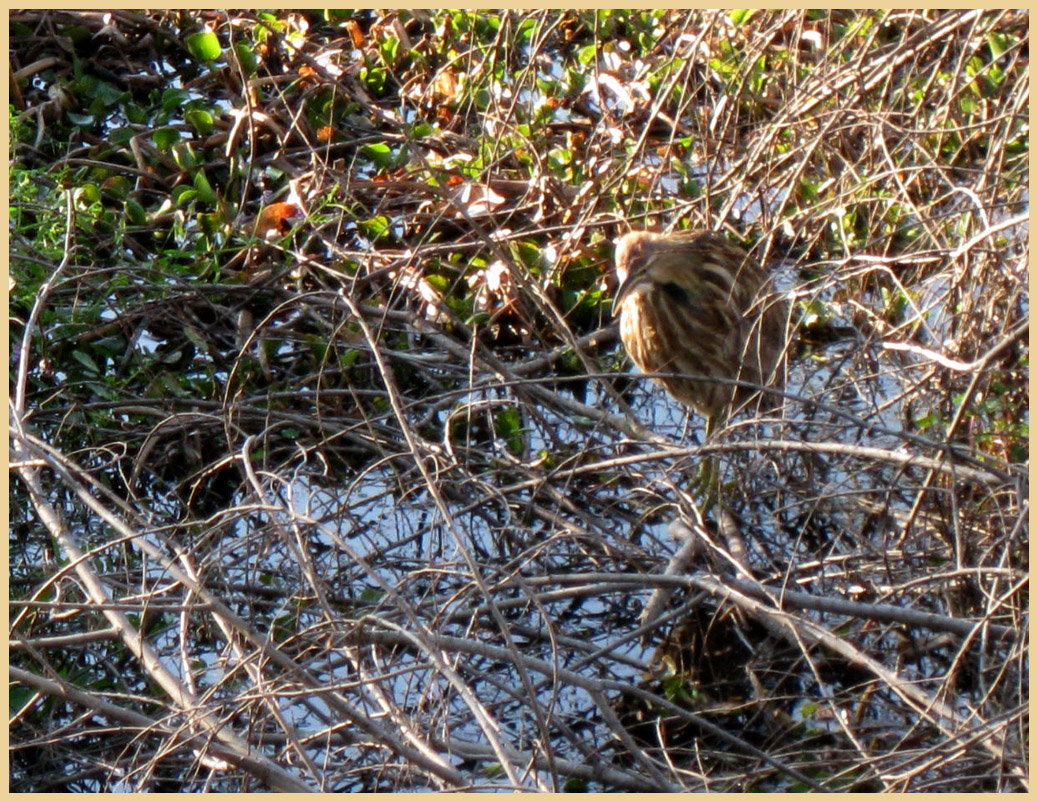 Brazos Bend State Park - Texas Parks and Wildlife - American Bittern