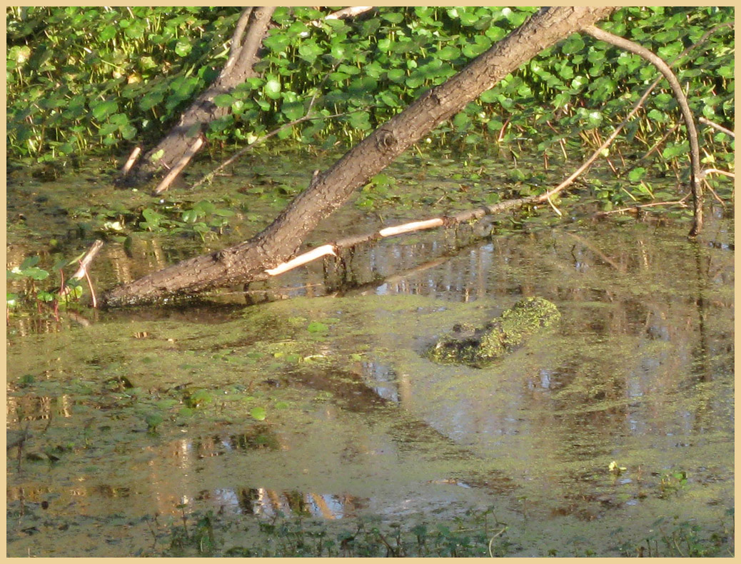 Brazos Bend State Park - Texas Parks and Wildlife - Spillway Trail - Can you see the American Alligator?