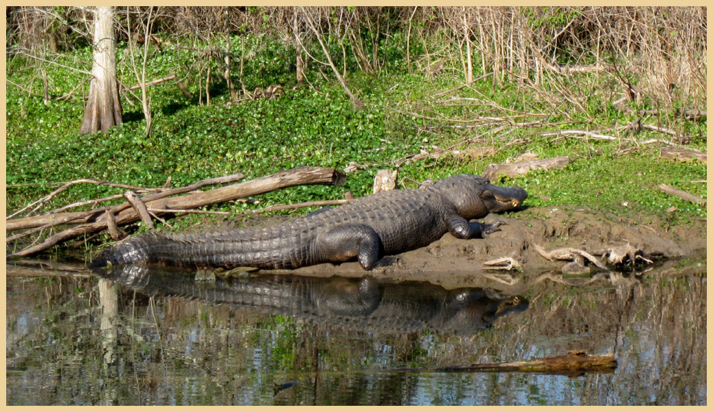 Brazos Bend State Park - Texas Parks and Wildlife - Elm Lake Trail - American Alligator