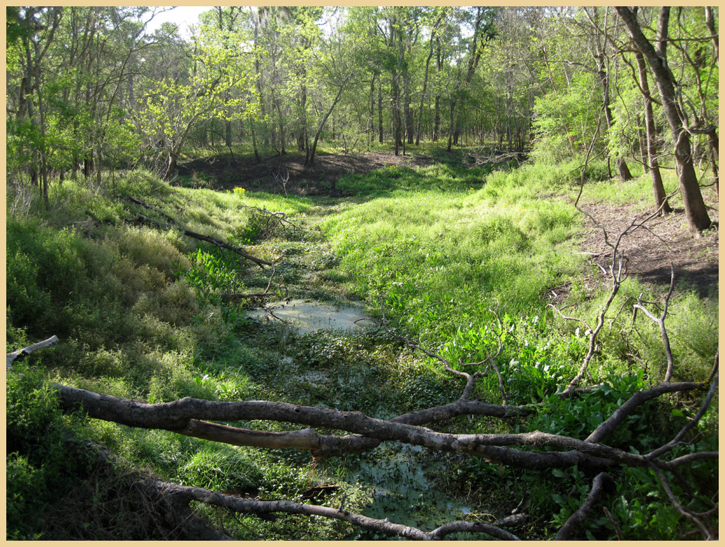 Brazos Bend State Park - Texas Parks and Wildlife - Pilant Slough Foot Trail