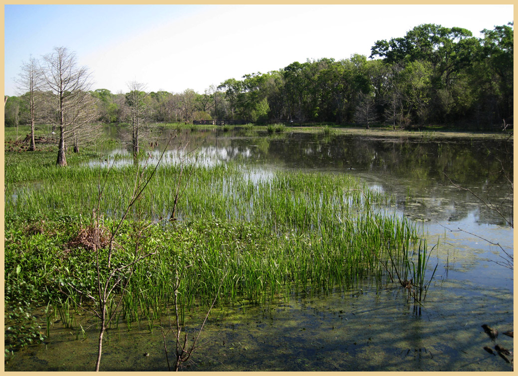 Brazos Bend State Park - Texas Parks and Wildlife - Elm Lake Trail