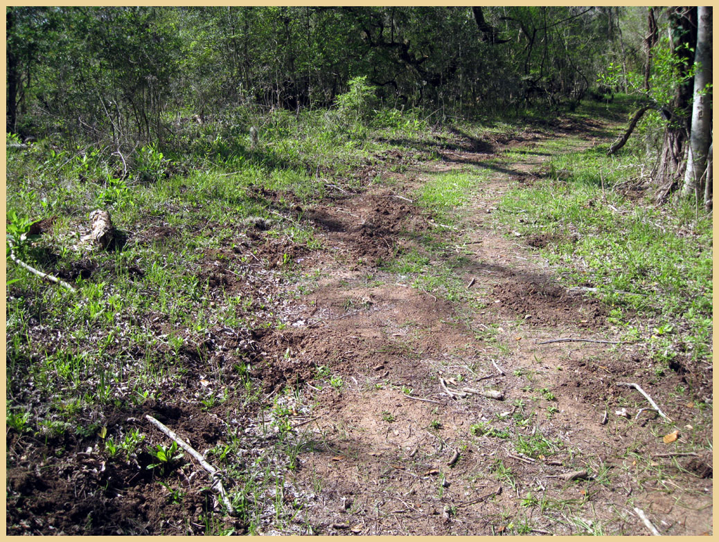 Brazos Bend State Park - Texas Parks and Wildlife - White Oak Trail