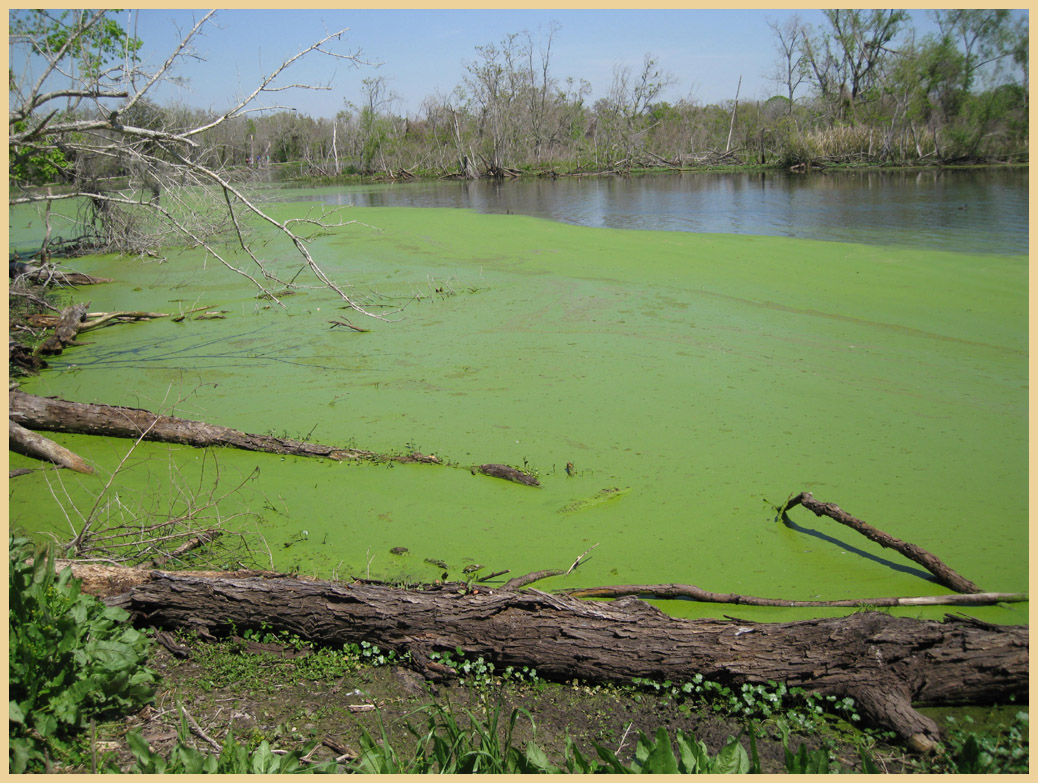 Brazos Bend State Park - Texas Parks and Wildlife - Elm Lake Trail