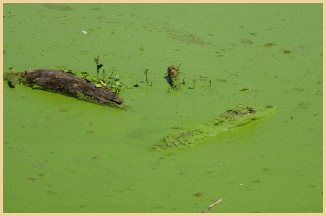 razos Bend State Park - Texas Parks and Wildlife - Elm Lake Trail - American Alligator