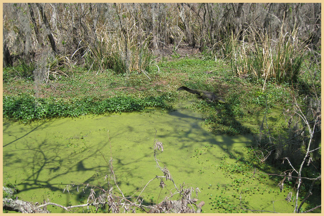 Brazos Bend State Park - Texas Parks and Wildlife - Spillway Trail - American Alligator