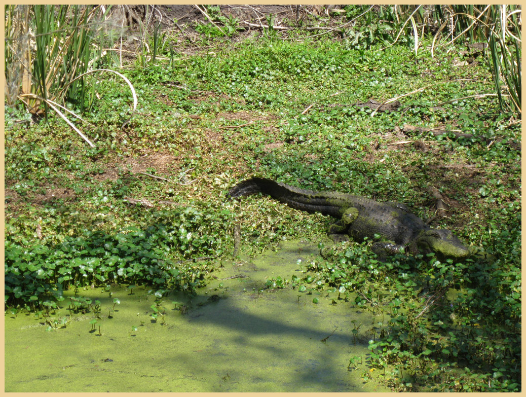 Brazos Bend State Park - Texas Parks and Wildlife - Spillway Trail - American Alligator