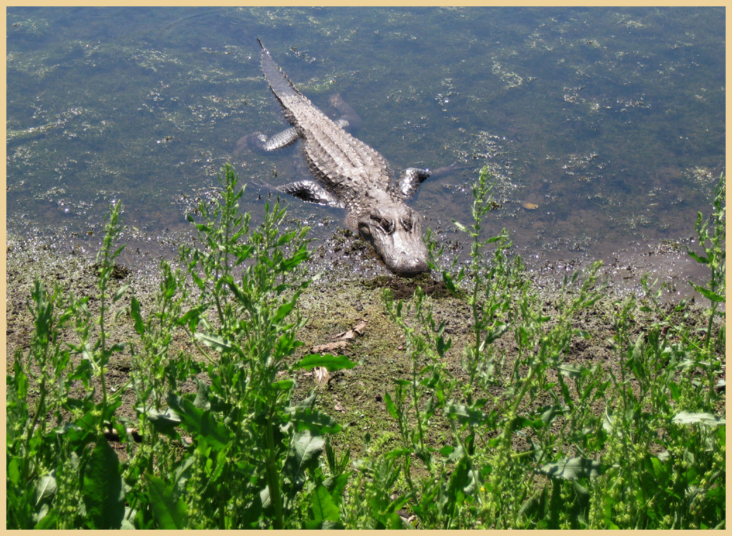 Brazos Bend State Park - Texas Parks and Wildlife - 40-Acre lake Trail - American Alligator