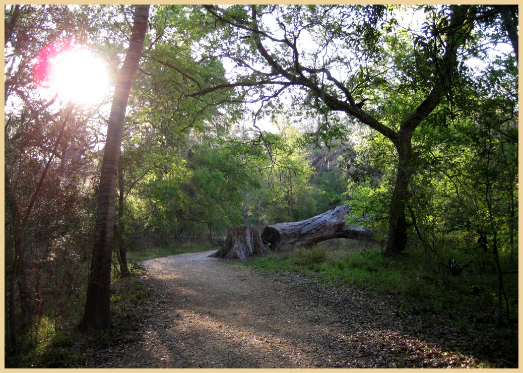 Brazos Bend State Park - Texas Parks and Wildlife - 40 Acre Lake Trail