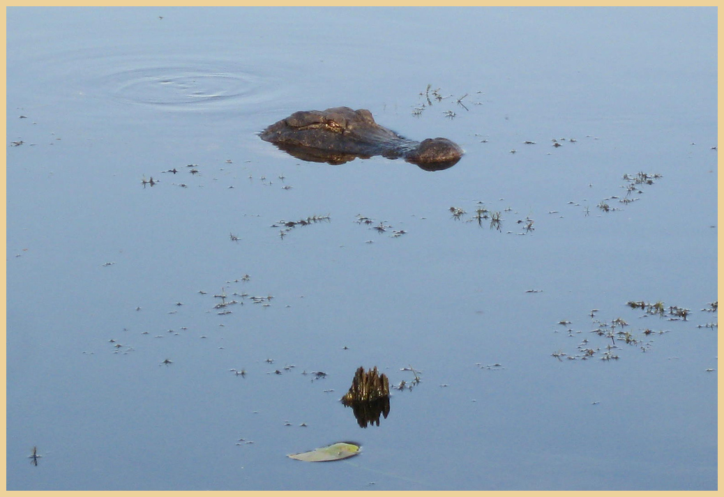 Brazos Bend State Park - Texas Parks and Wildlife - 40 Acre Lake Trail