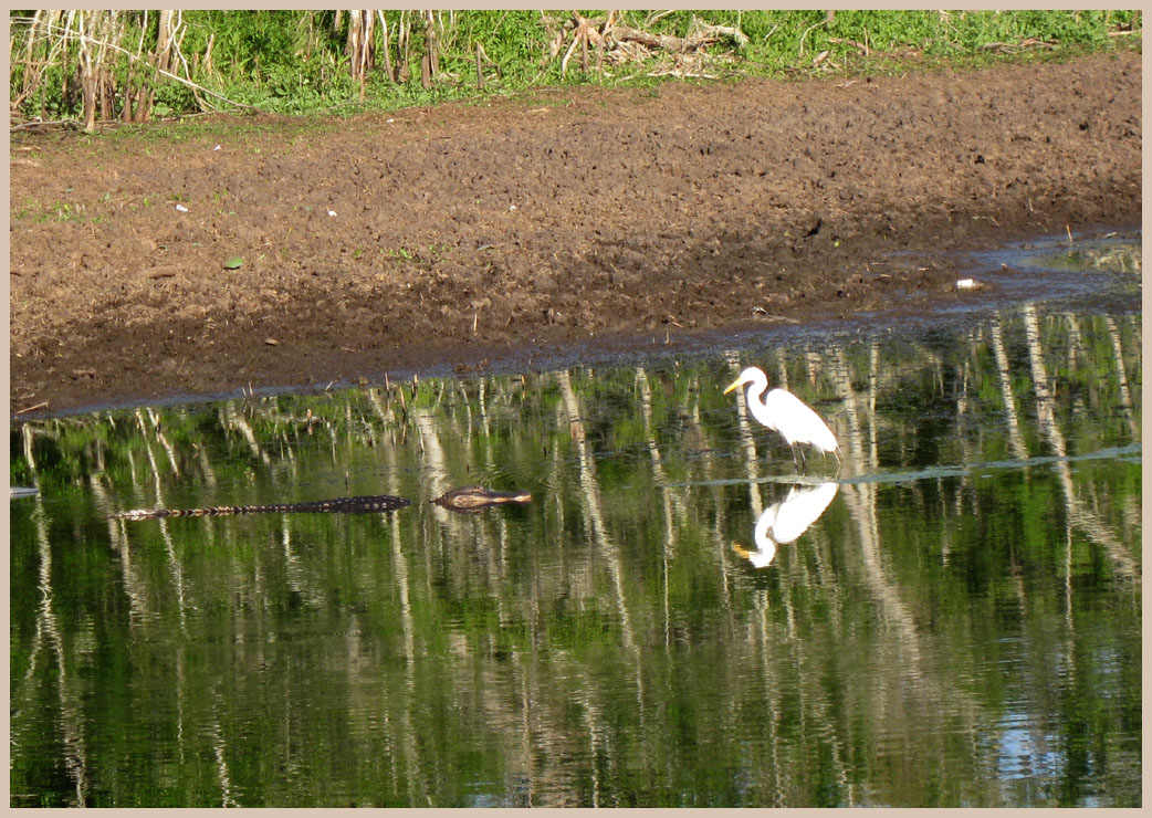 Brazos Bend State Park - Texas Parks and Wildlife - 40-Acre lake Trail - American Alligator