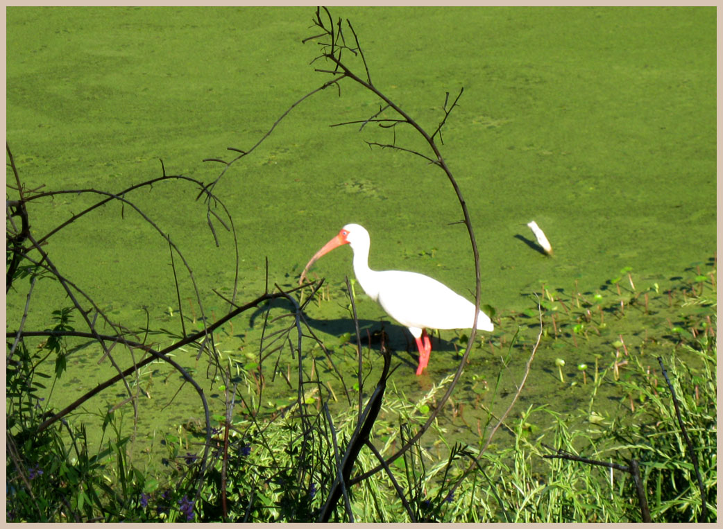 Brazos Bend State Park - Texas Parks and Wildlife - Spillway Trail - White Ibis