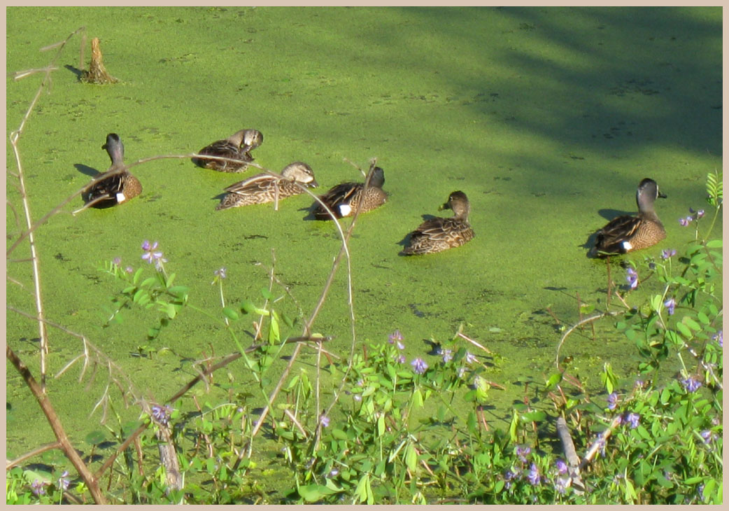 Brazos Bend State Park - Texas Parks and Wildlife - Spillway Trail - Blue-Wing Teal 