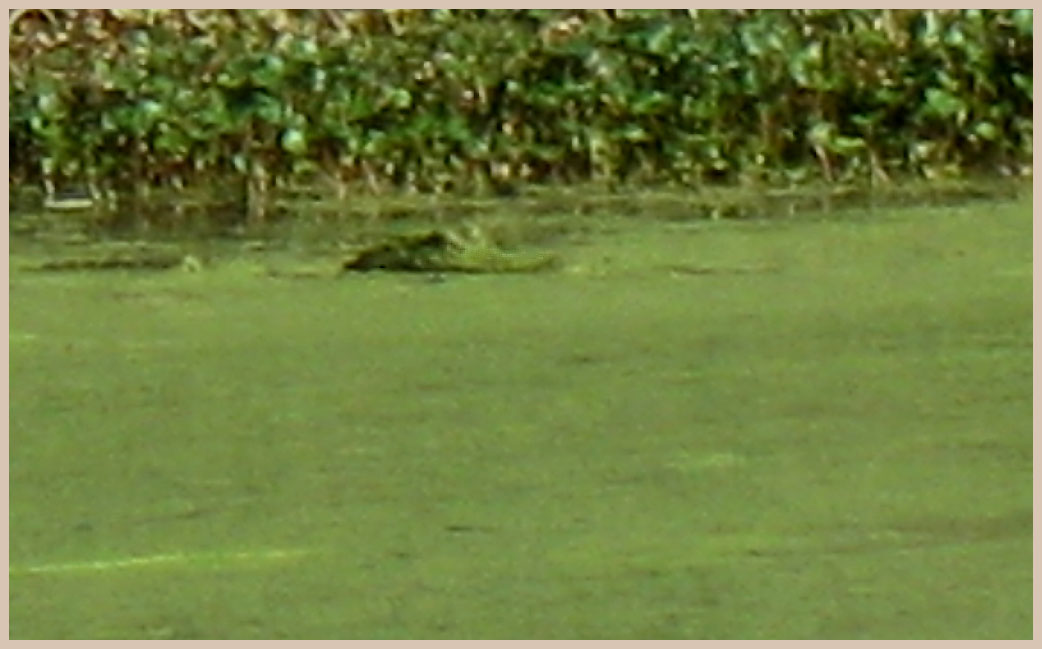 Brazos Bend State Park - Texas Parks and Wildlife - Spillway Trail - American Alligator