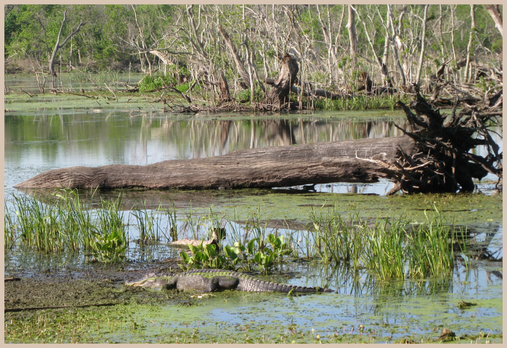 Brazos Bend State Park - Texas Parks and Wildlife - Elm Lake Trail - American Alligator