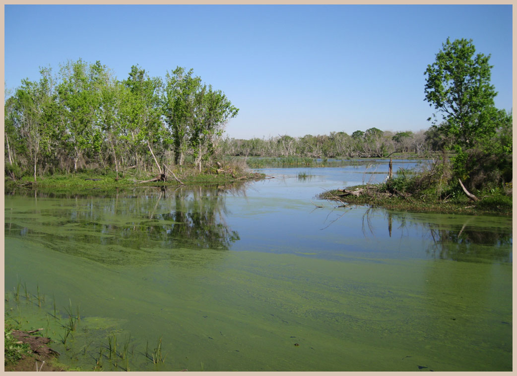 Brazos Bend State Park - Texas Parks and Wildlife - Elm Lake Trail 