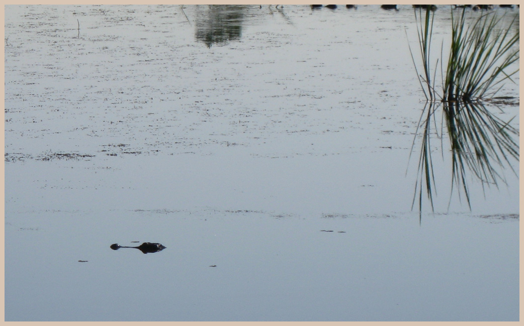 Brazos Bend State Park - Texas Parks and Wildlife - 40-Acre lake Trail - American Alligator