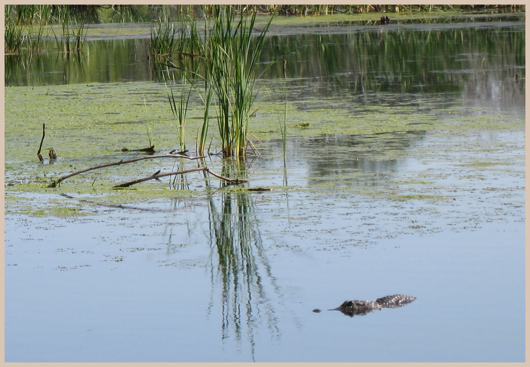 Brazos Bend State Park - Texas Parks and Wildlife - Elm Lake Trail - American Alligator