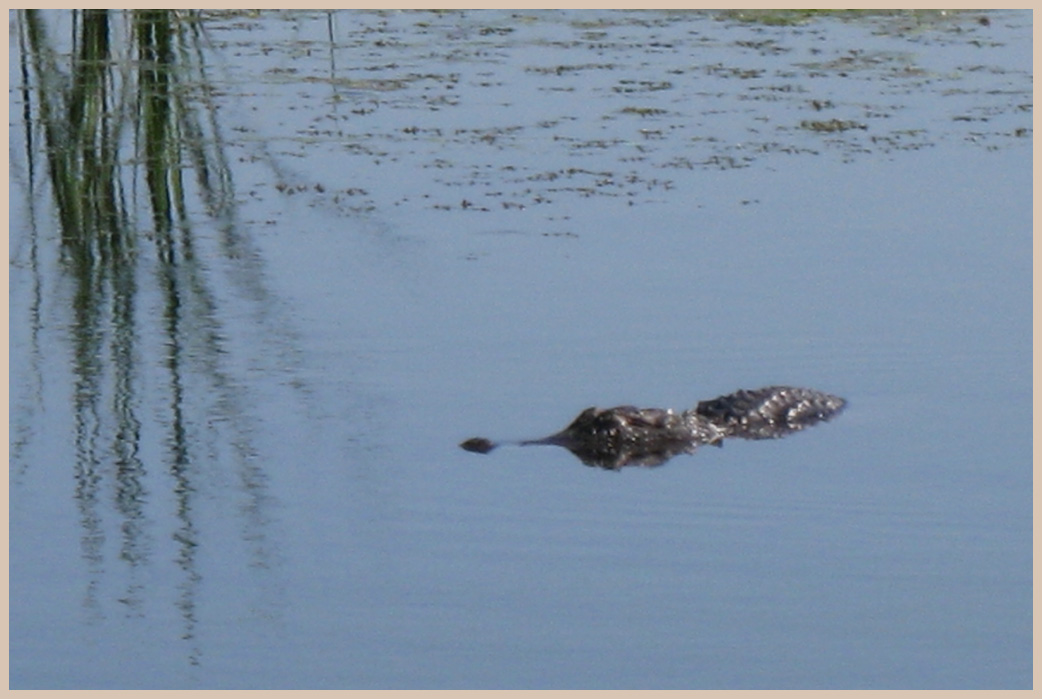 Brazos Bend State Park - Texas Parks and Wildlife - Elm Lake Trail - American Alligator