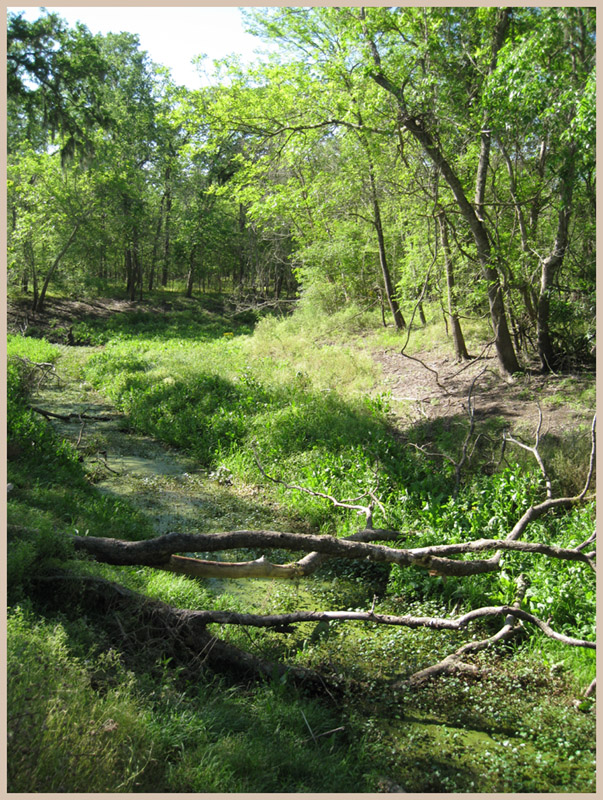 Brazos Bend State Park - Texas Parks and Wildlife - Pilant Slough