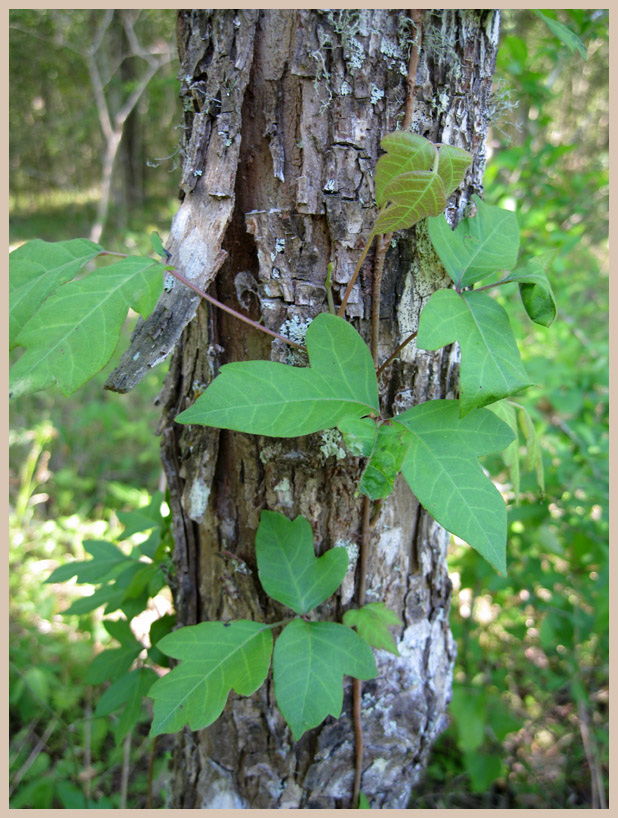 Brazos Bend State Park - Texas Parks and Wildlife - Pilant Slough Trail - Poison Ivy