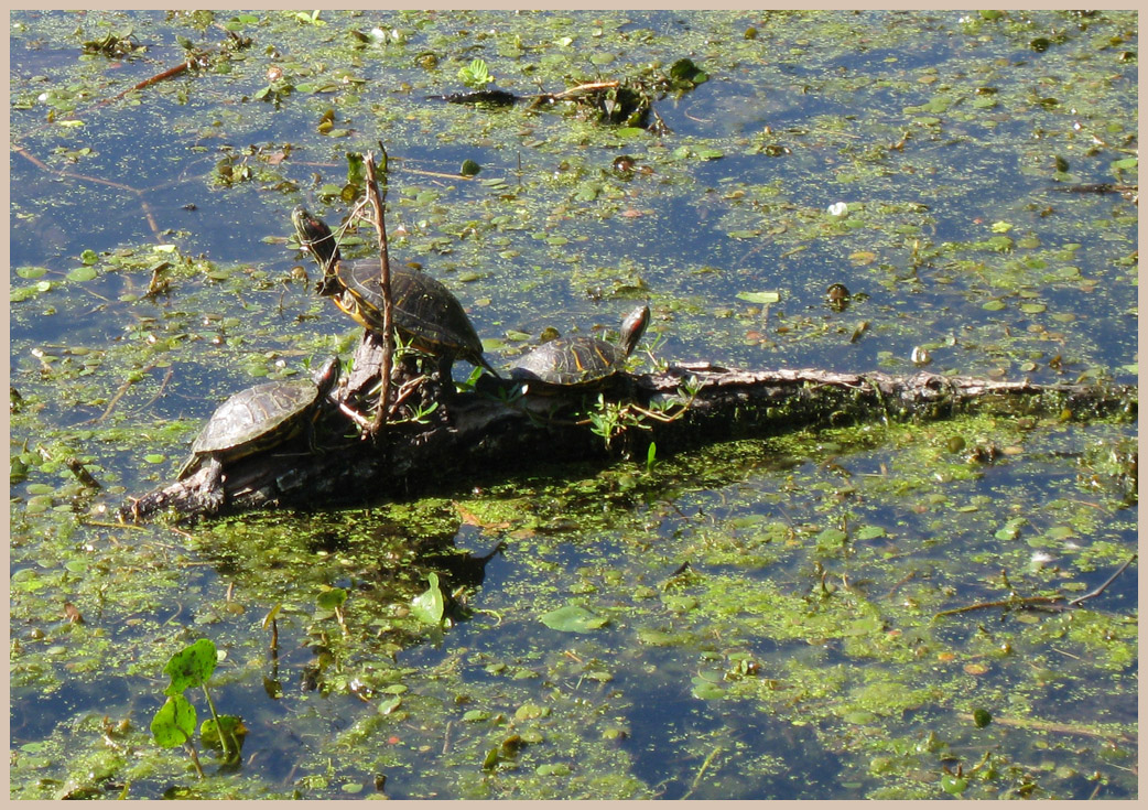 Brazos Bend State Park - Texas Parks and Wildlife - Creekfield Lake Trail - Turtles