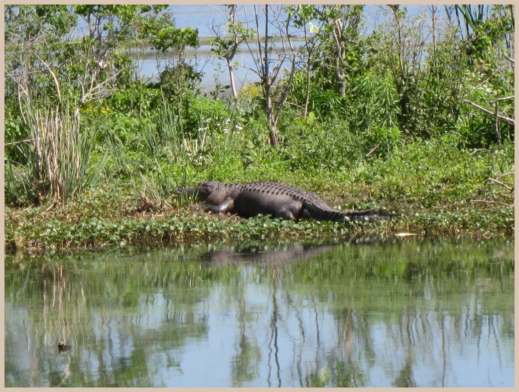 Brazos Bend State Park - Texas Parks and Wildlife - Elm Lake Trail - American Alligator