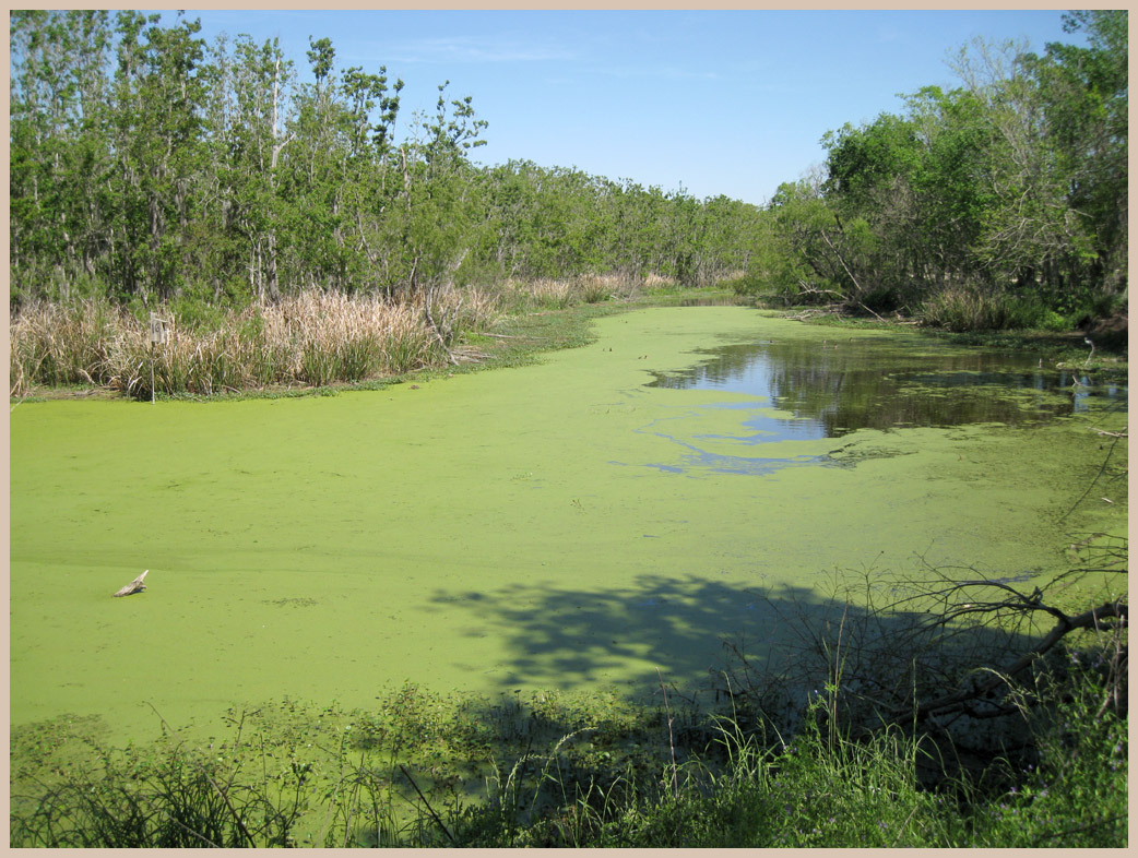 Brazos Bend State Park - Texas Parks and Wildlife - Spillway Trail 