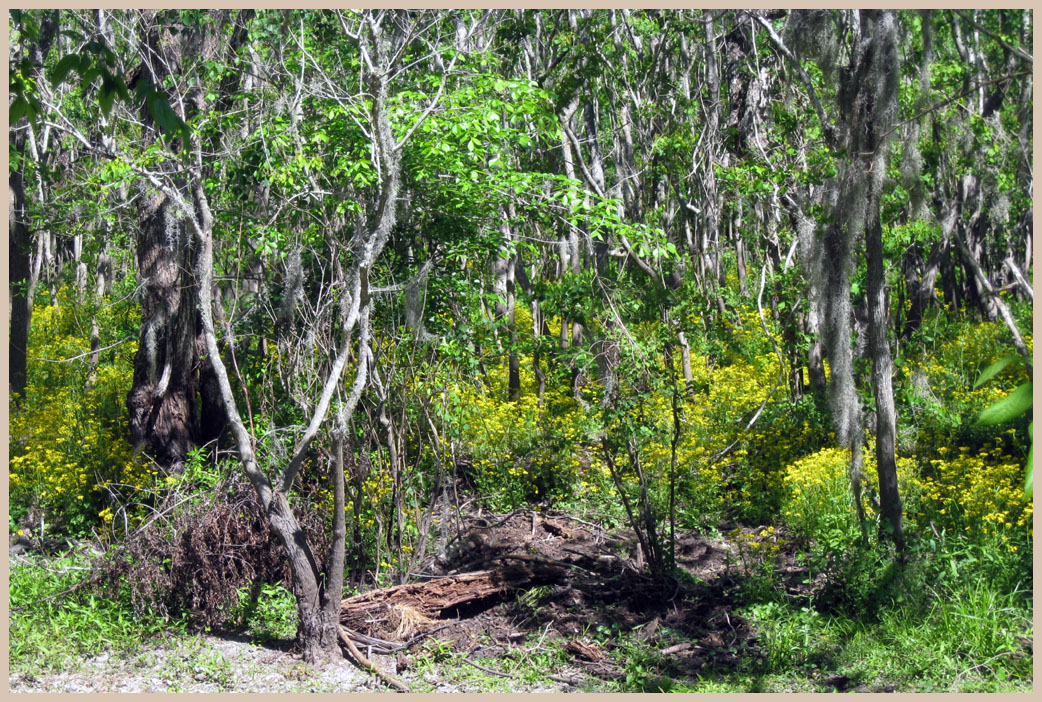 Brazos Bend State Park - Texas Parks and Wildlife - Spillway Trail 