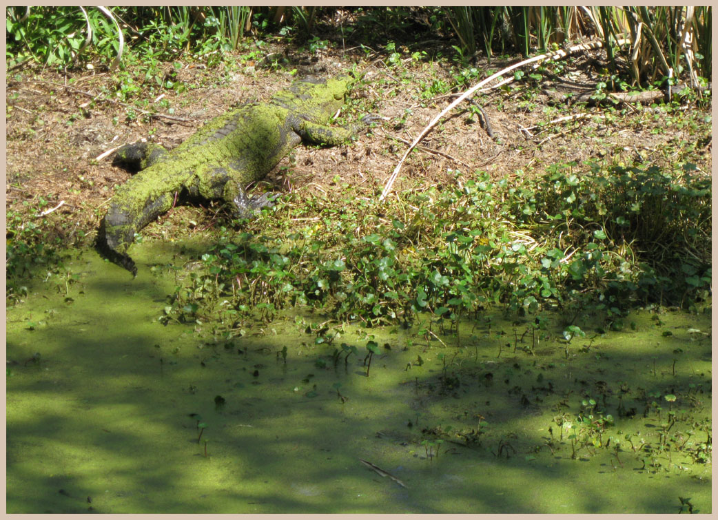 Brazos Bend State Park - Texas Parks and Wildlife - Spillway Trail - American Alligator