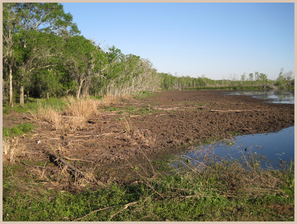 Brazos Bend State Park - Texas Parks and Wildlife - 40-Acre lake Trail - Feral Hogs tore this shoreline up