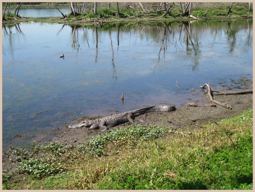 Brazos Bend State Park - Texas Parks and Wildlife - 40-Acre Lake Trail - American Alligator 