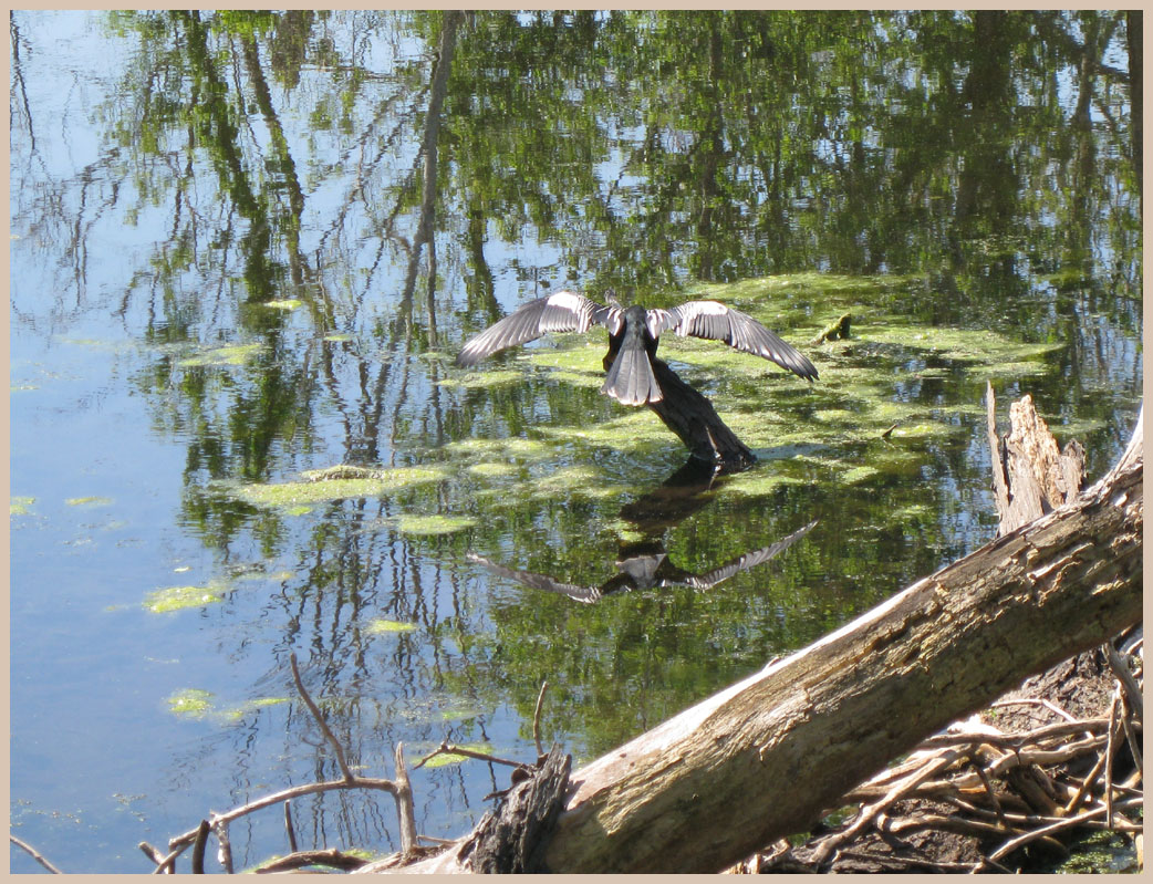 Brazos Bend State Park - Texas Parks and Wildlife - 40-Acre Lake Trail - Cormorant