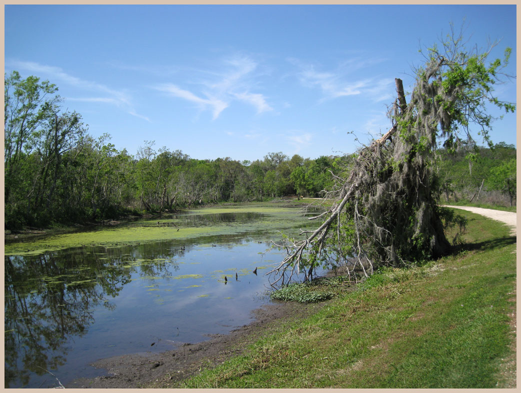 Brazos Bend State Park - Texas Parks and Wildlife - 40-Acre Lake Trail 