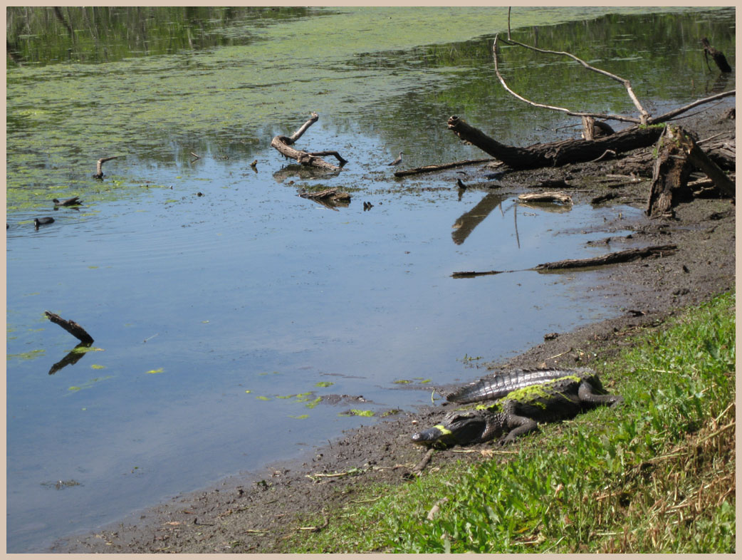 Brazos Bend State Park - Texas Parks and Wildlife - 40-Acre Lake Trail - American Alligator