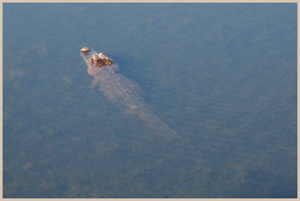 Brazos Bend State Park - Texas Parks and Wildlife - 40-Acre lake Trail - American Alligator