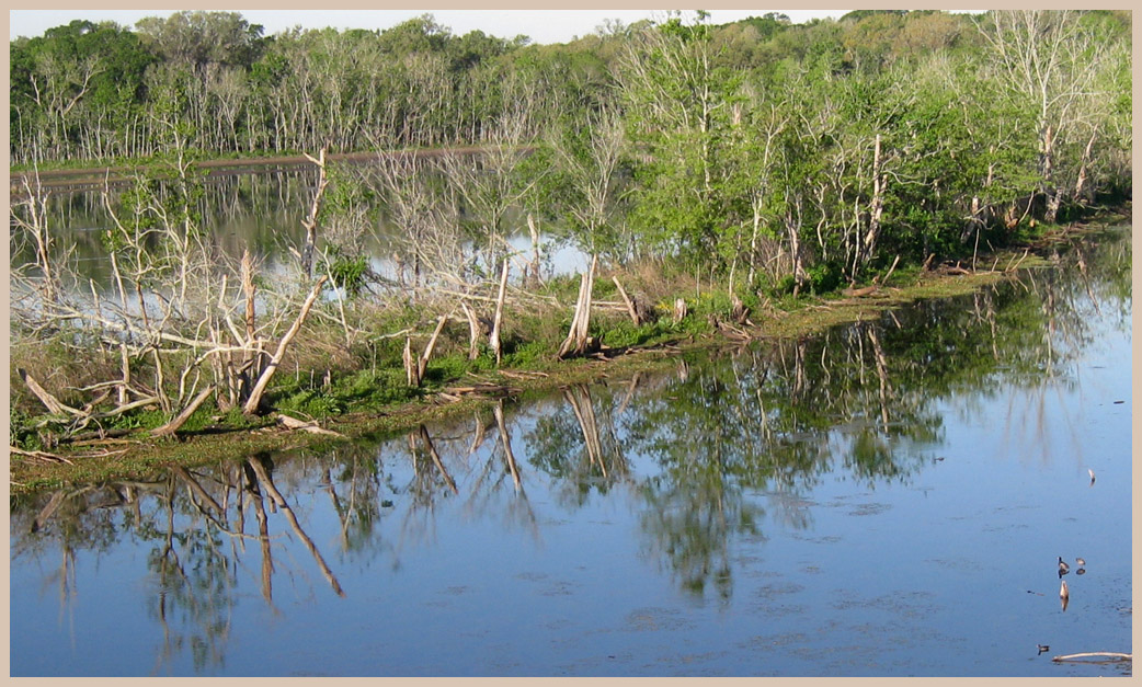 Brazos Bend State Park - Texas Parks and Wildlife - 40-Acre lake Trail 