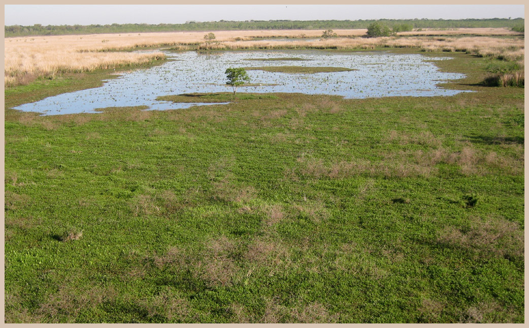 Brazos Bend State Park - Texas Parks and Wildlife - Pilant Lake