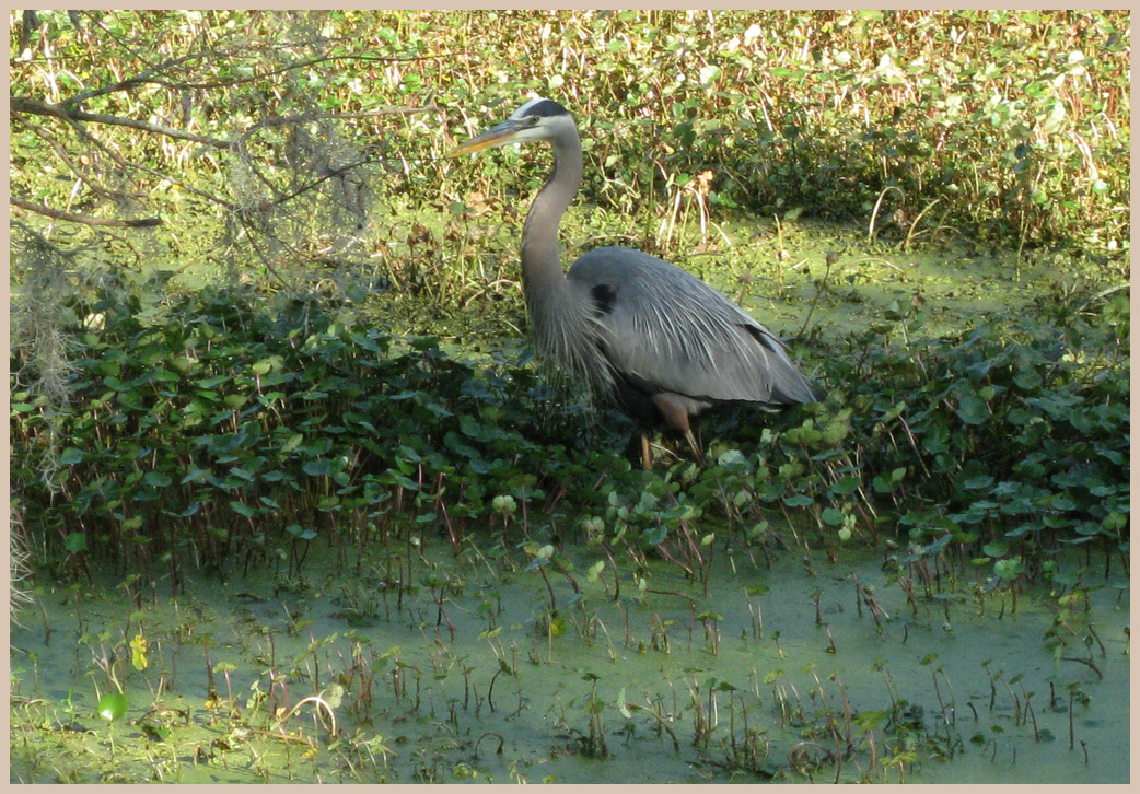 Brazos Bend State Park - Texas Parks and Wildlife - Spillway Trail - Great Blue Heron