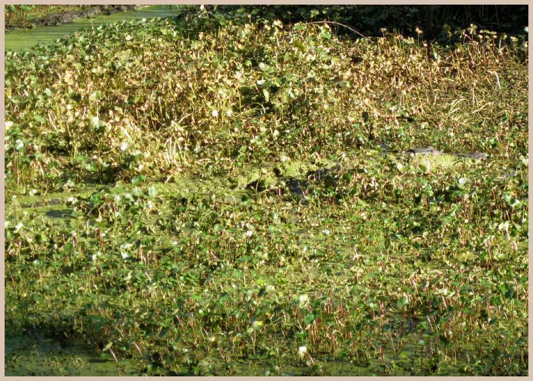 Brazos Bend State Park - Texas Parks and Wildlife - Spillway Trail - American Alligator