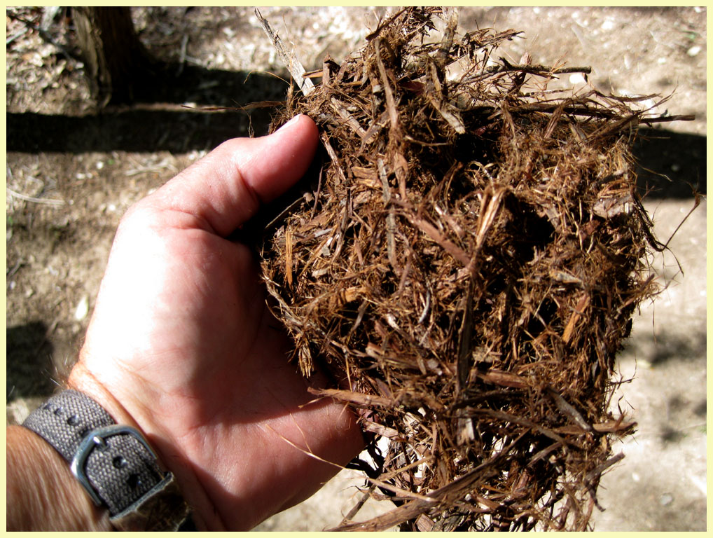 McKinney Falls State Park - cedar shavings - perfect for kindling.