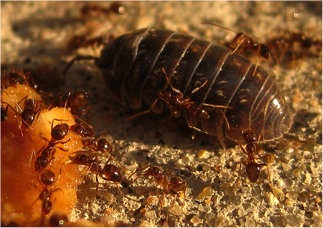 Raspberry Crazy Ants