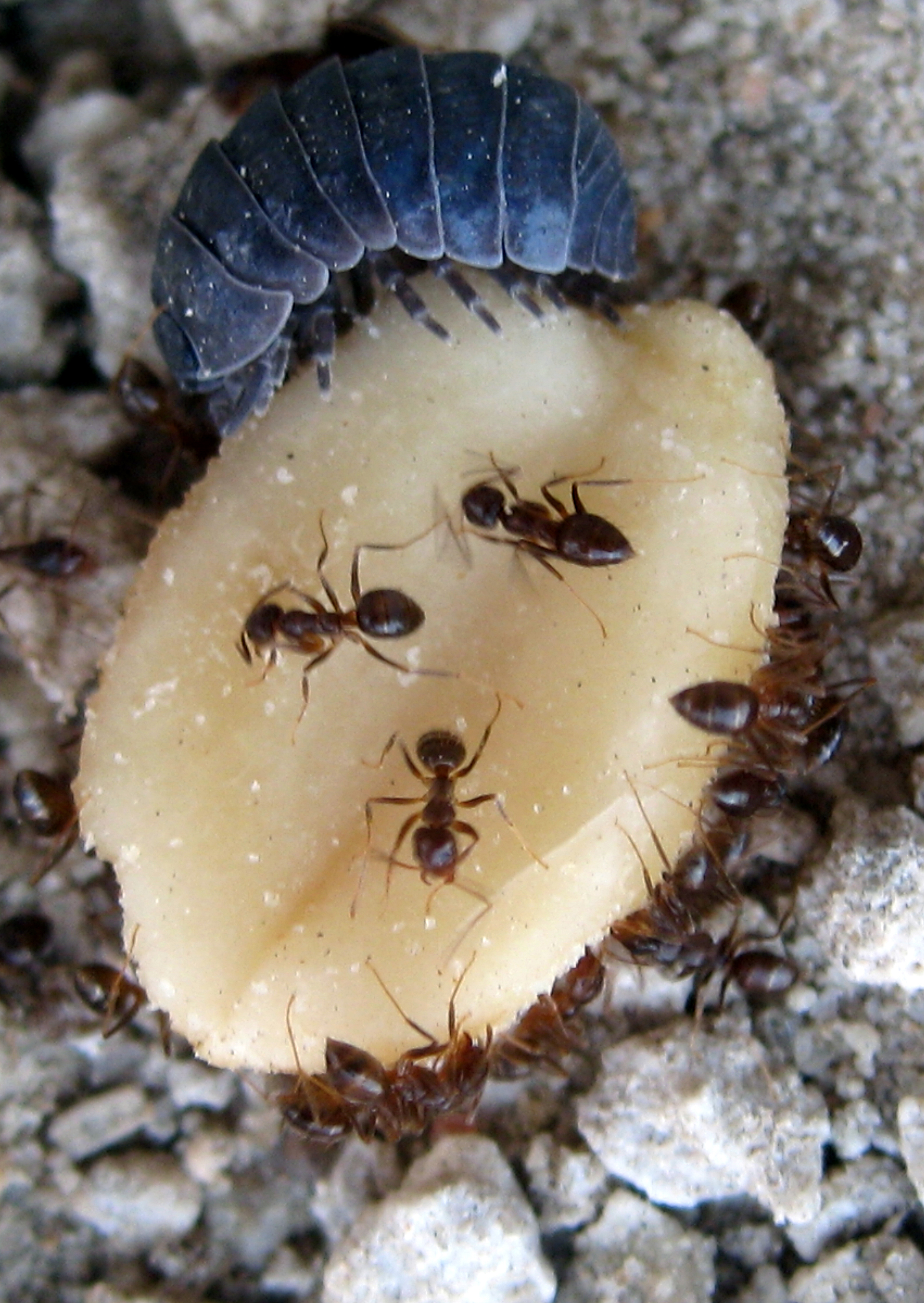 http://ourbaytown.com/baytownbert/images6/Ants-Pillbug2.jpg