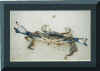 Crab pic by Melissa Whitney