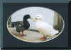 Ducks pic by Melissa Whitney