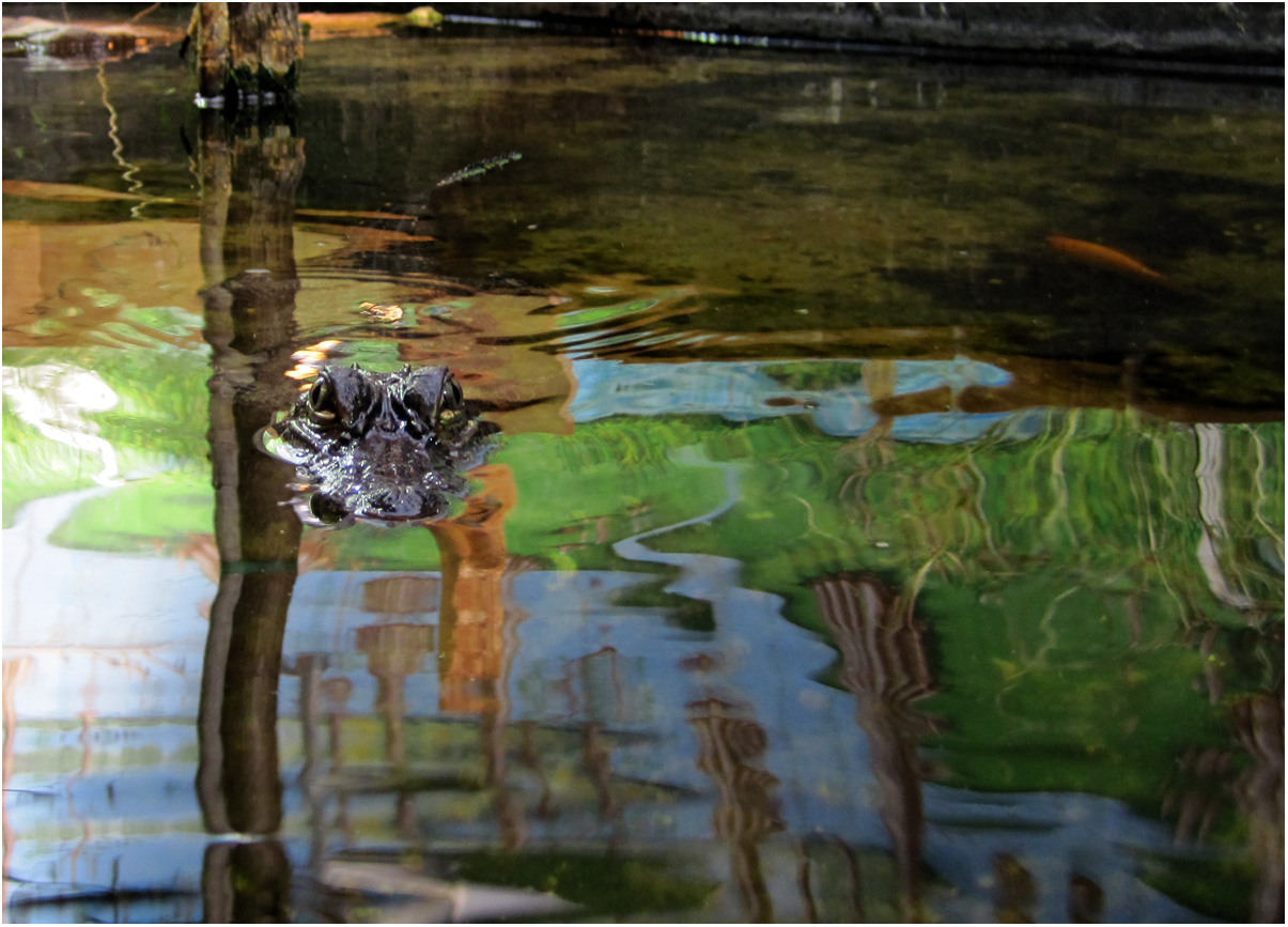 Eddie Gray Wetlands Center 02 14 2009 Baytown Texas
